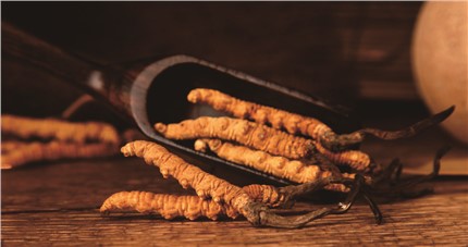 什么是斷草？斷草和冬蟲夏草的區(qū)別和購買常識